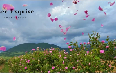 La rose de Damas, l’alliée beauté pour une peau douce et revitalisée