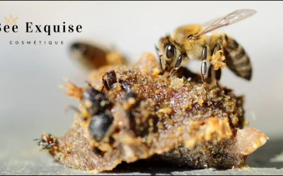 Propolis : Le trésor naturel pour une peau éclatante et protégée